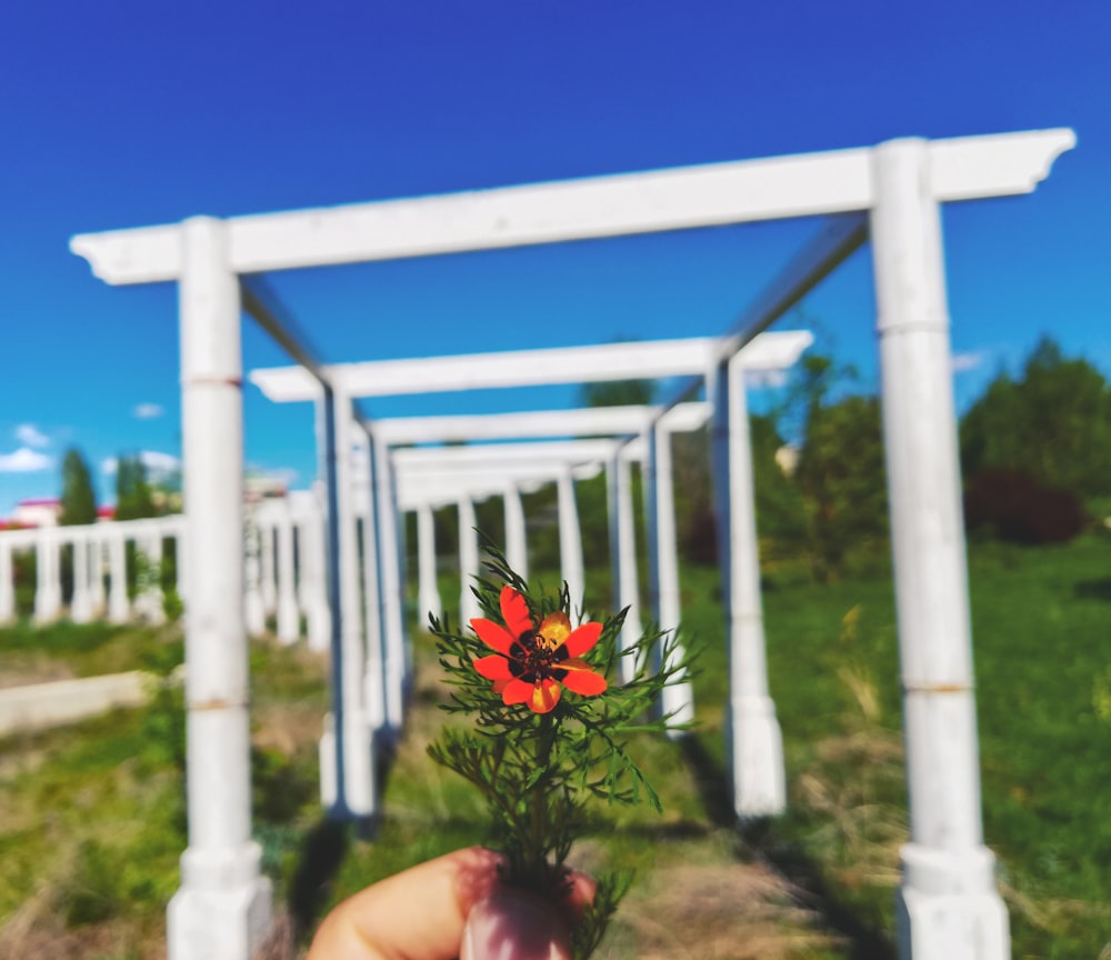 person holding flower