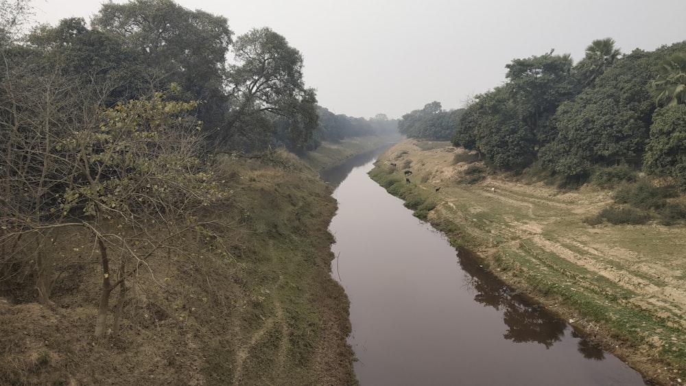 body of water between trees