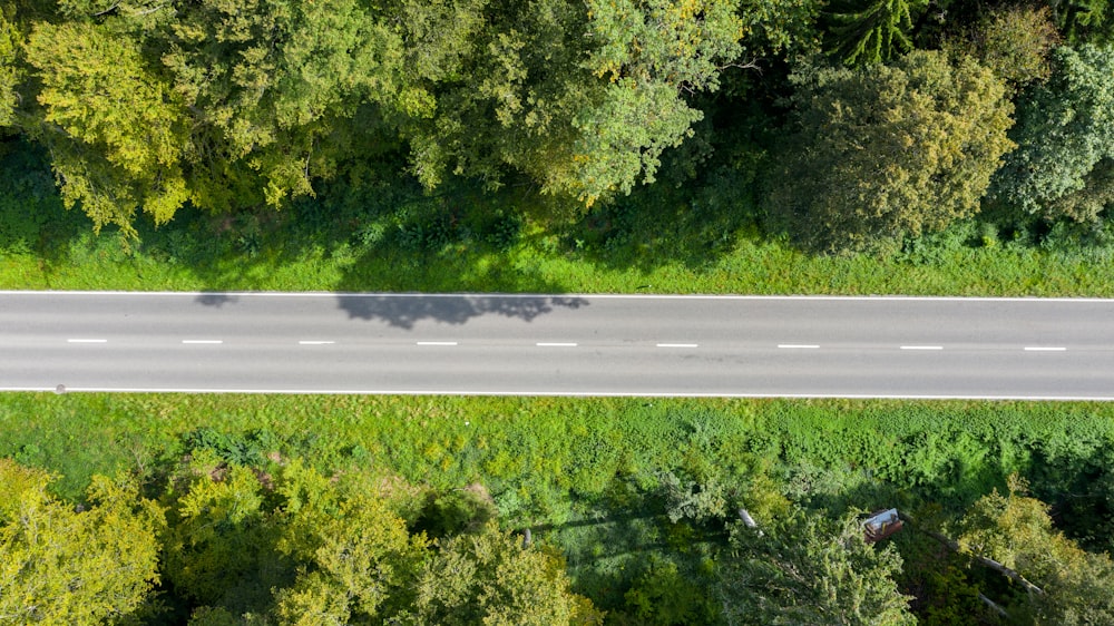 Tagsüber graue Straße zwischen Bäumen