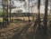 A serene outdoor camping scene set in a sunlit forest clearing. Bicycles are parked among trees, and a hammock is suspended between two trees. The ground is covered in dry grass, and long shadows are cast by the setting sun. People are preparing or relaxing, enjoying the tranquil environment.