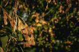 A branch of a tree with clusters of dried brown seeds hangs closely. The seeds are elongated and overlap each other, contrasting against a dark green and blurred leafy background. The scene is illuminated with warm sunlight, adding a golden hue to the seeds.