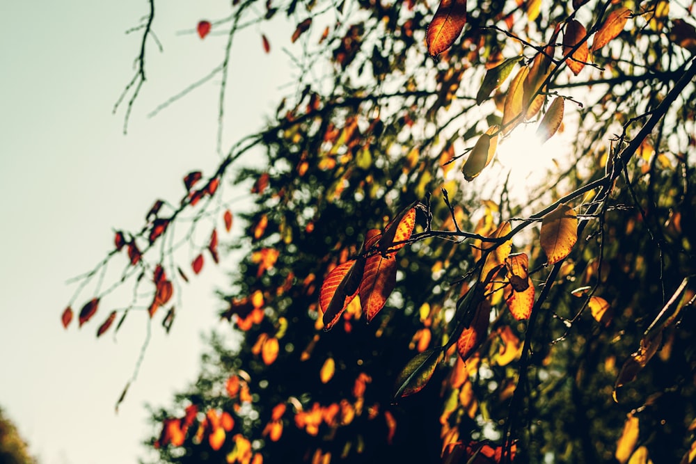 green and yellow leafed tree at daytime