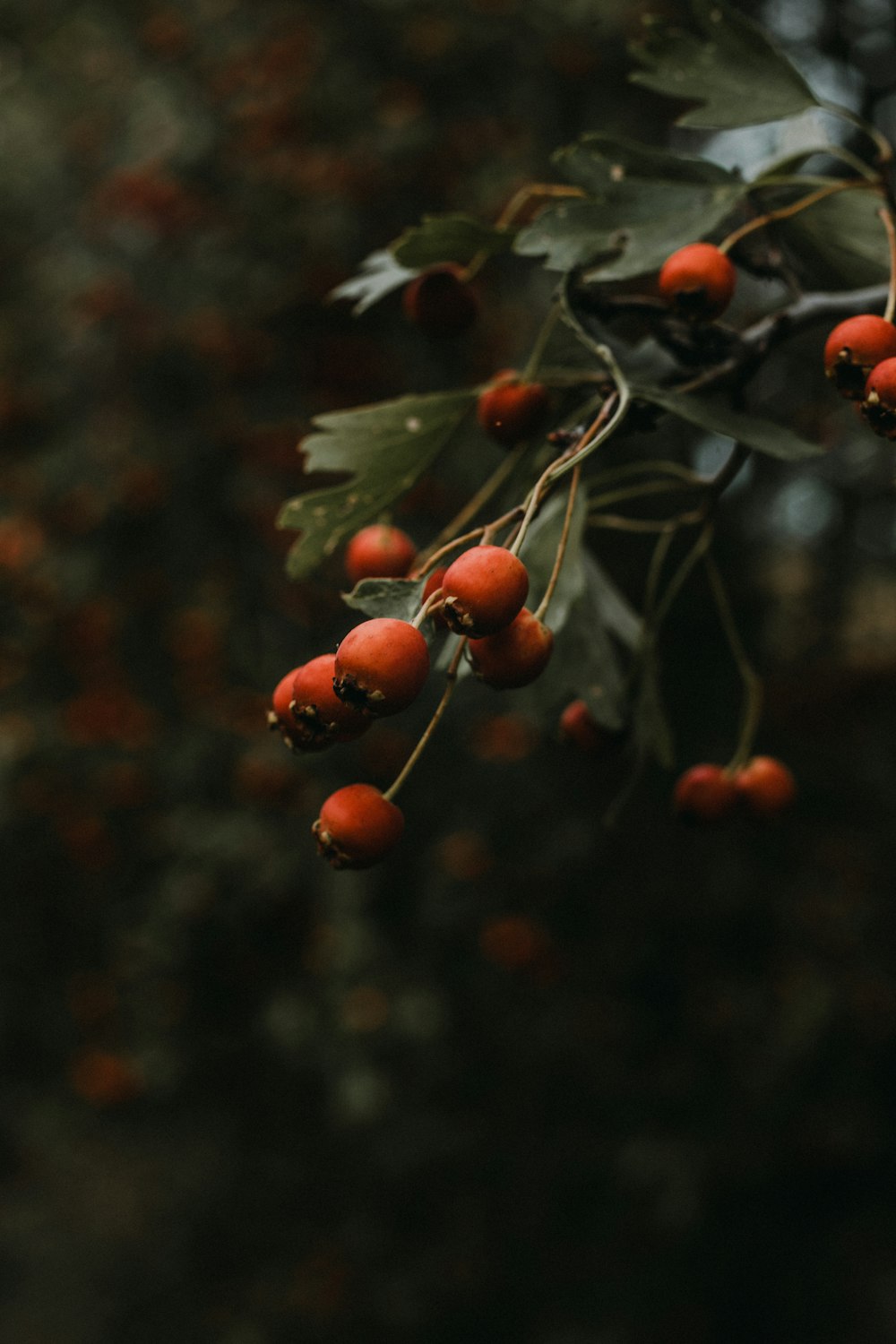 round red fruit