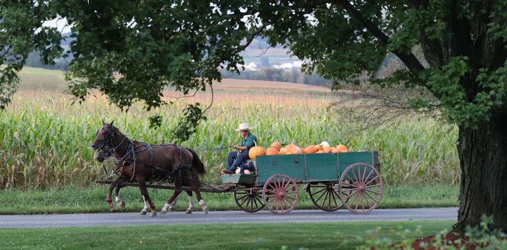 person riding on horse at daytime