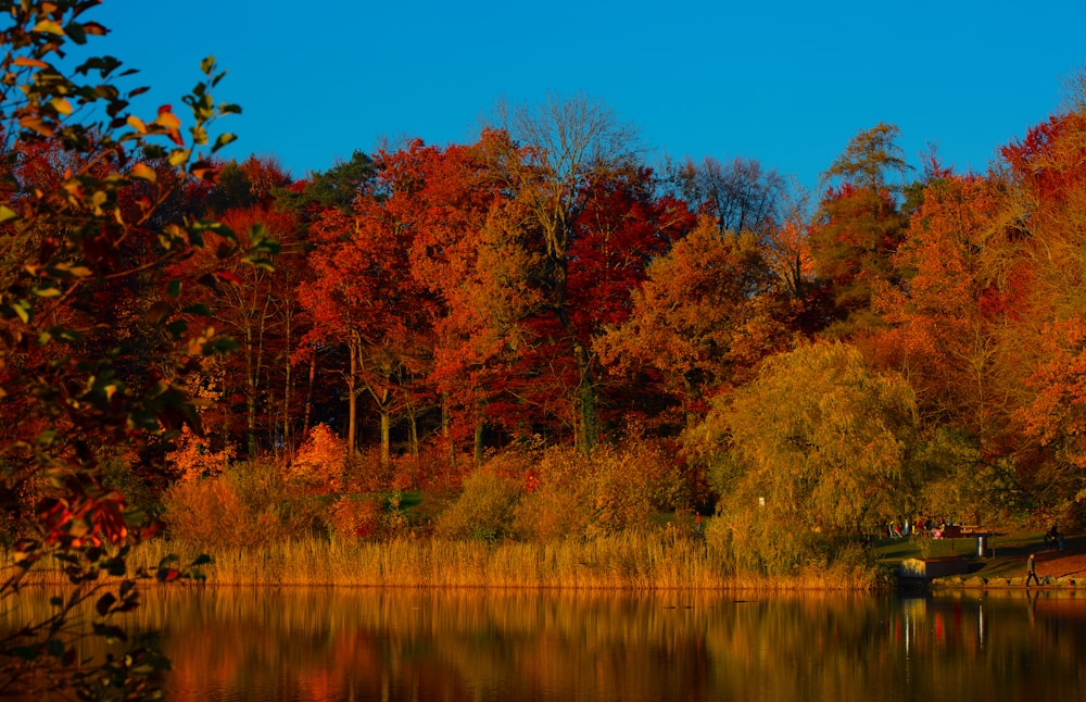 forest beside body of water during day