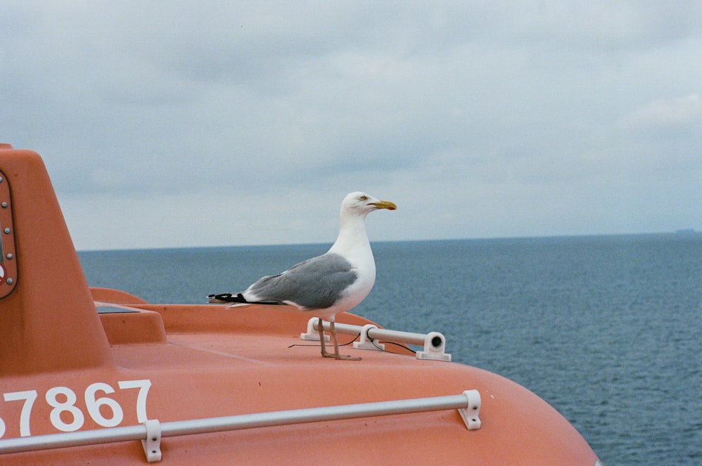 pássaro branco e cinzento no barco laranja