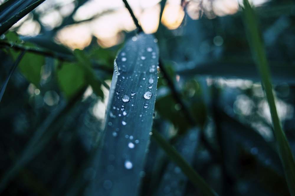 selective focus photo water droplets