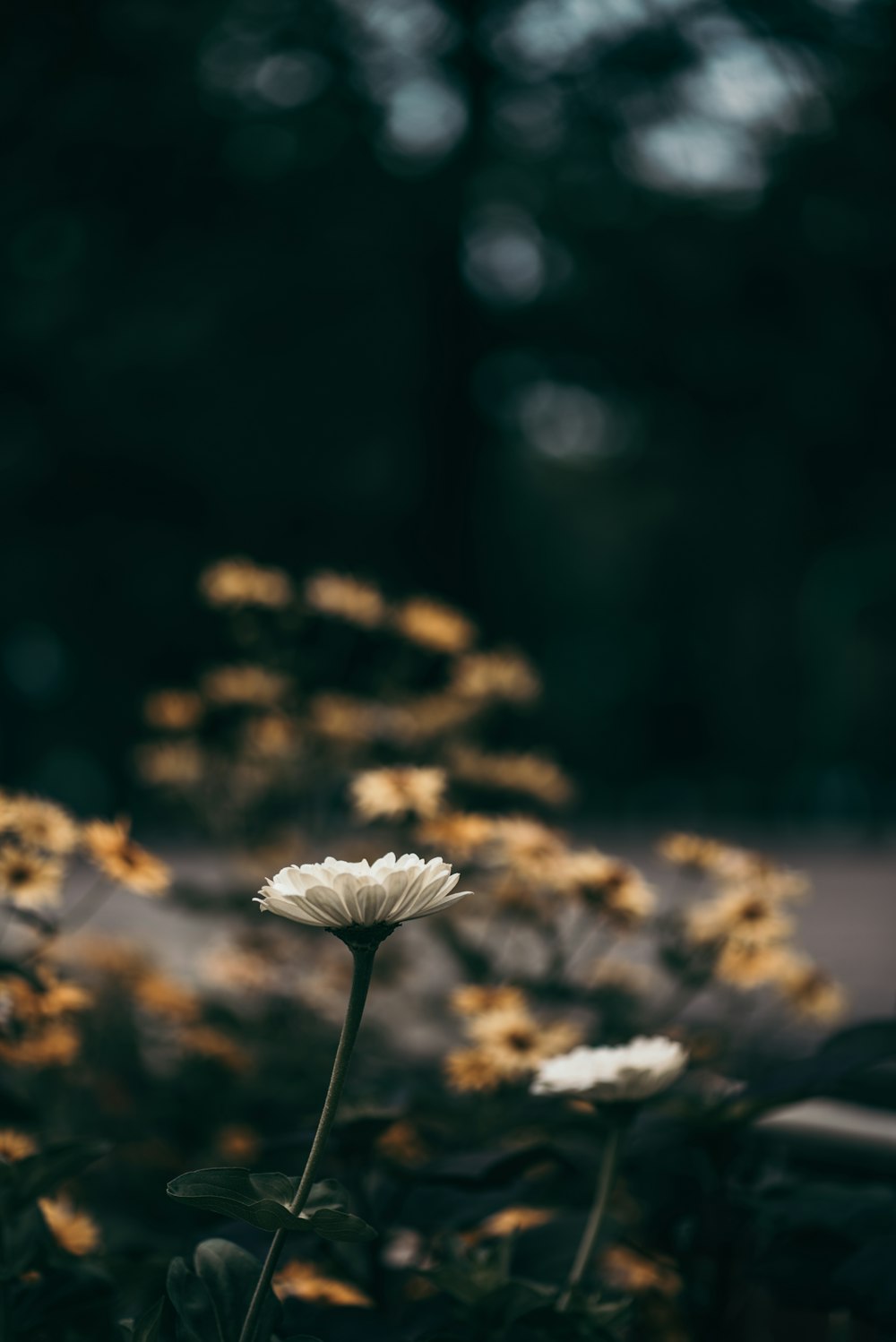 white petaled flowers