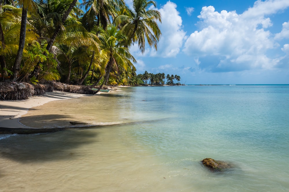 coconut trees near seashore