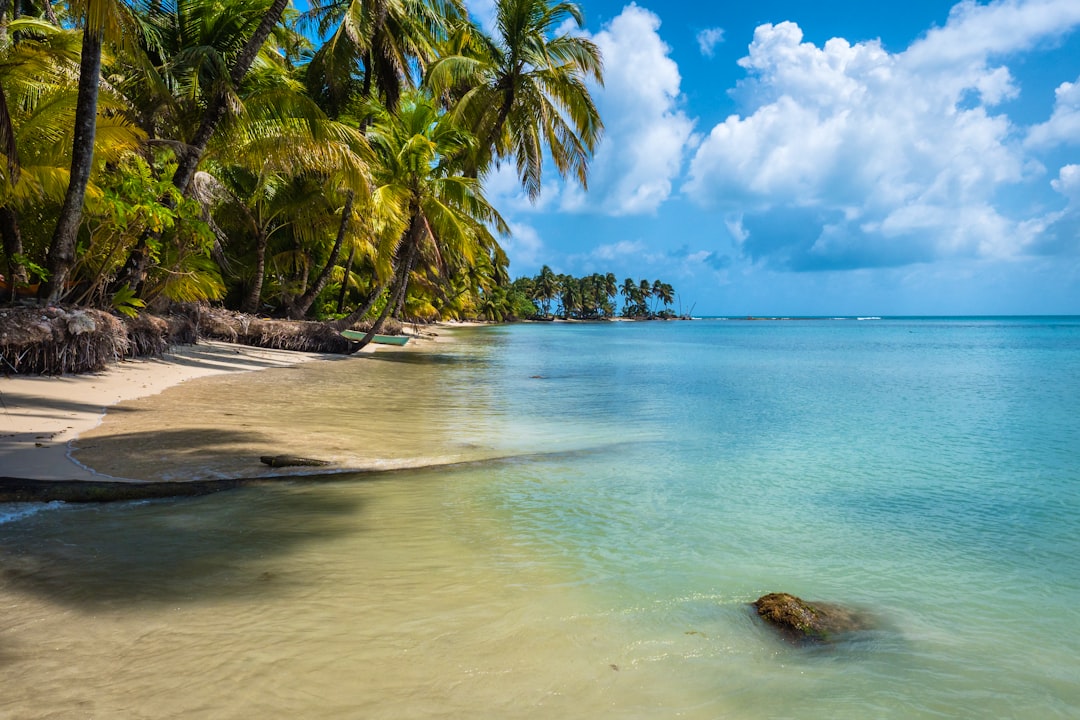 coconut trees near seashore