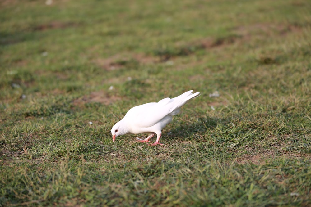 Oiseau colombe blanche dans un champ vert