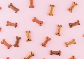 multicolored dog bone toys