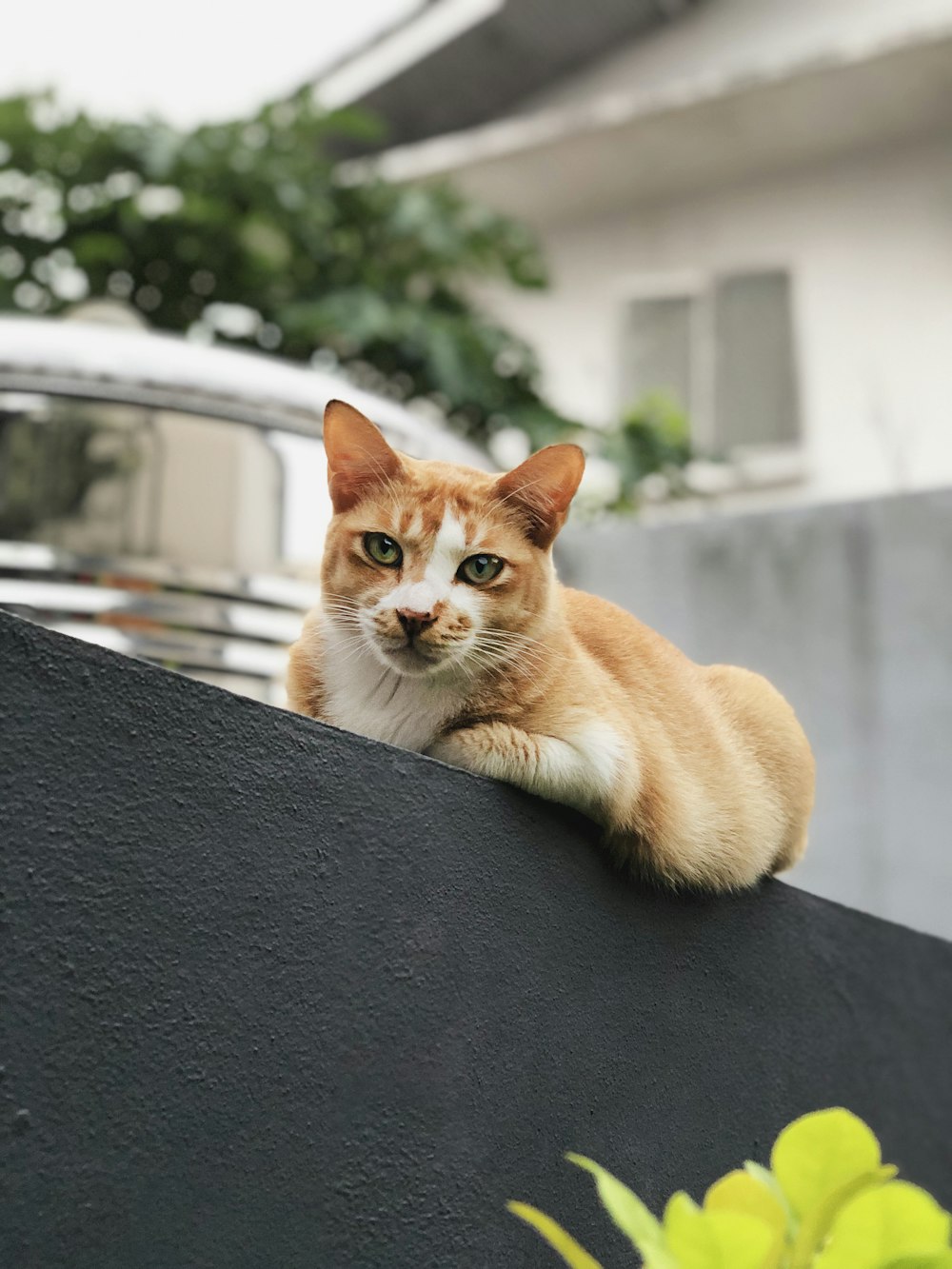 orange tabby cat