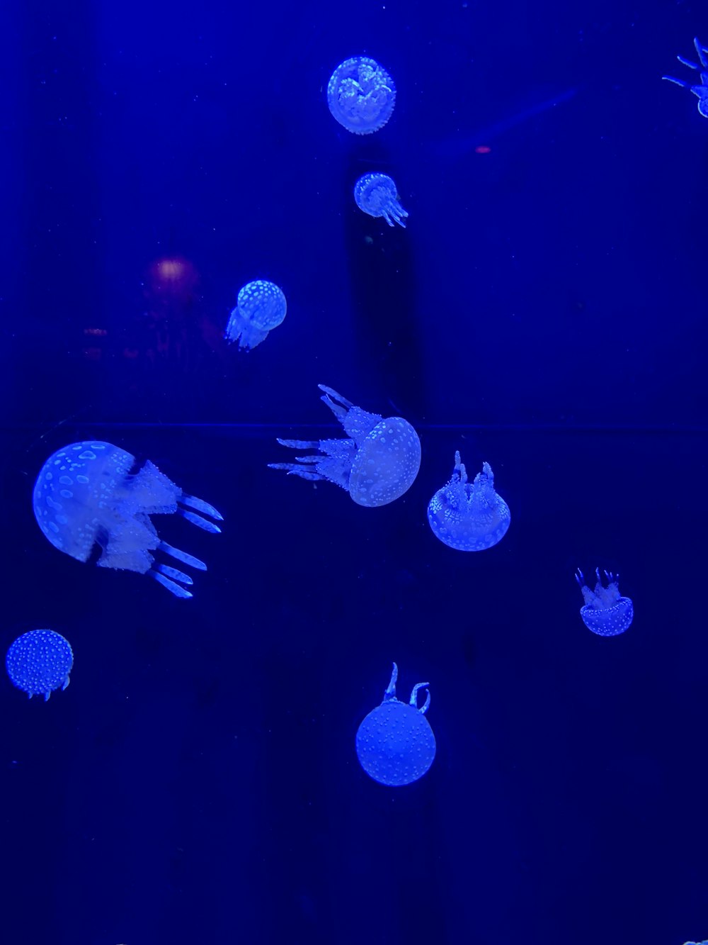 blue jellyfishes