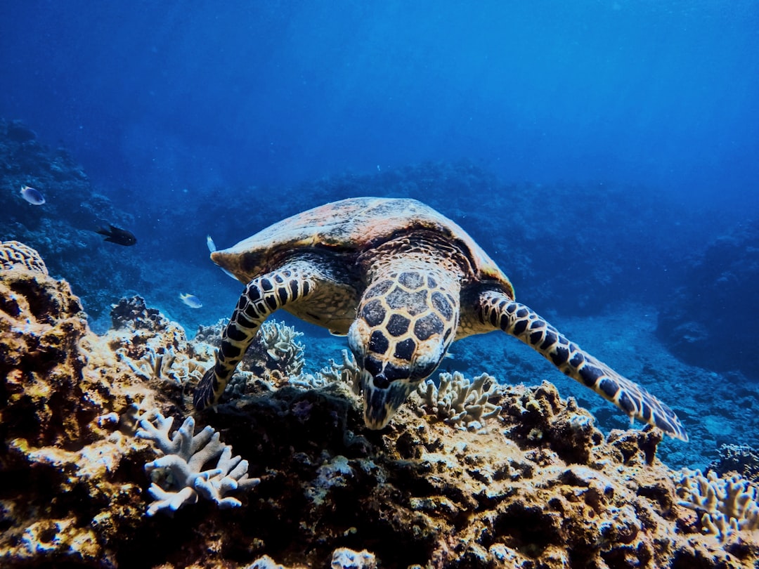 photo of Okinawa Underwater near Zamami Island