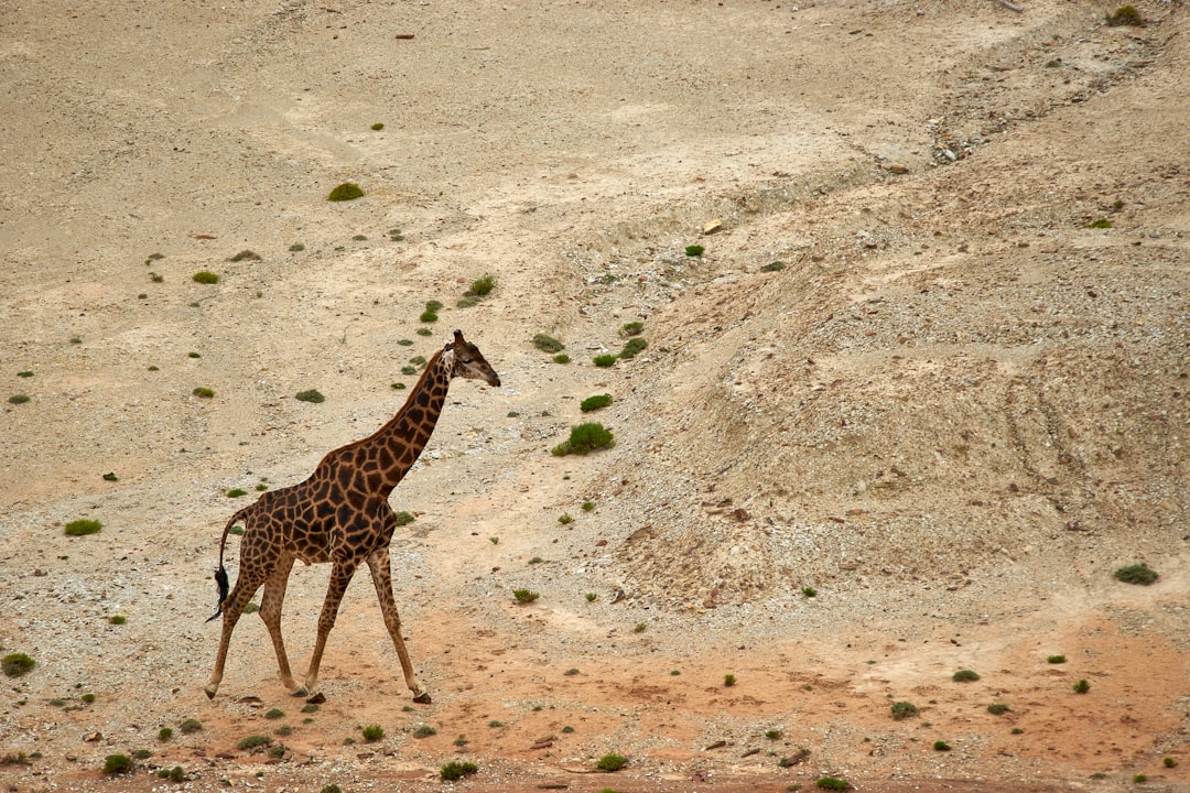 giraffe during daytime