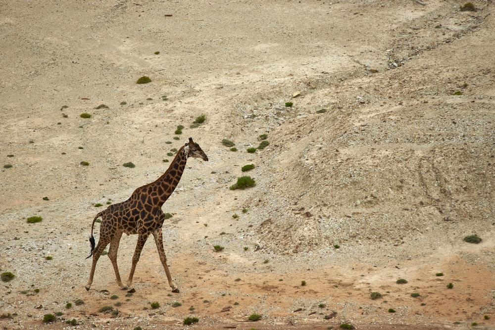 giraffe during daytime