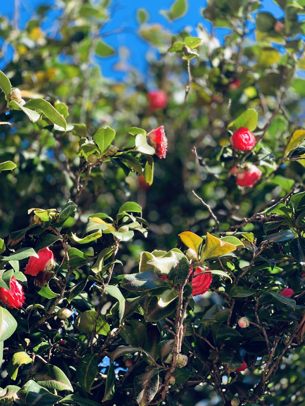 red flowers in bloom