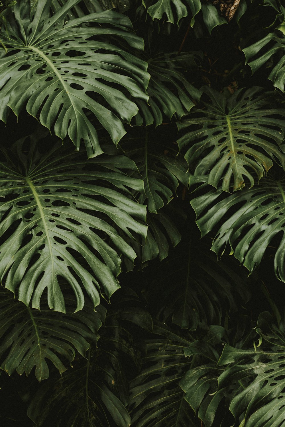 a close up of a large green leafy plant