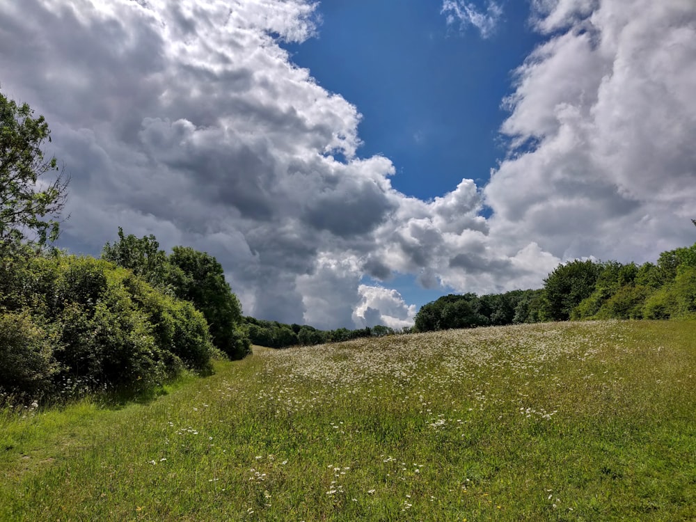 grass plant near trees