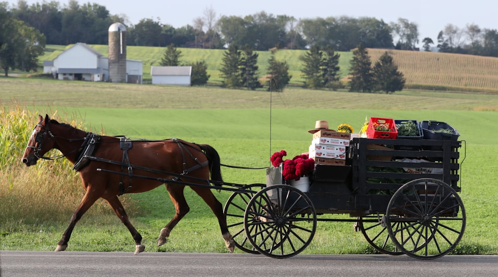 brown horse with carriage on road