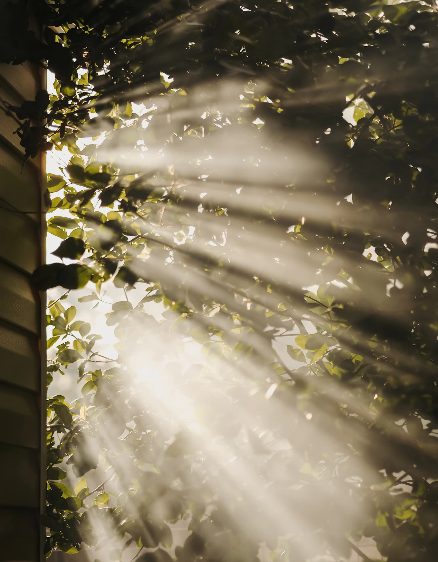 Sunlight filtering through a quiet green forest