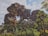 A fantastical landscape featuring floating rocky islands covered in lush vegetation. Vines and exotic plants drape from the rocks, and a whimsical tree-like plant with colorful flowers stands prominently in the foreground. The bright sky with scattered clouds adds to the surreal atmosphere.