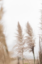 photo of reedgrass