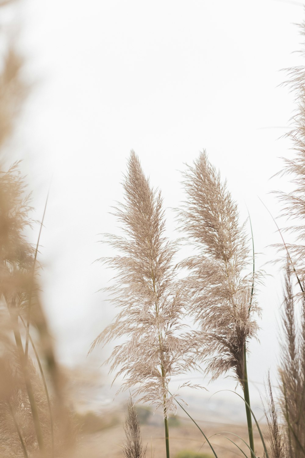 Foto di Fiore Grigio