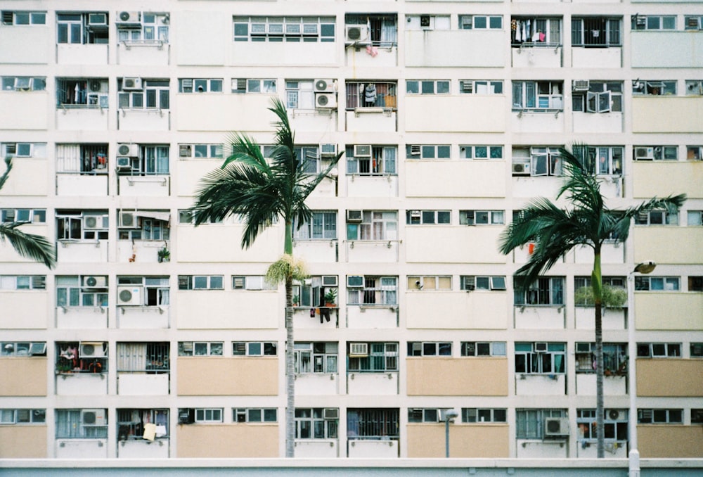 green palm trees