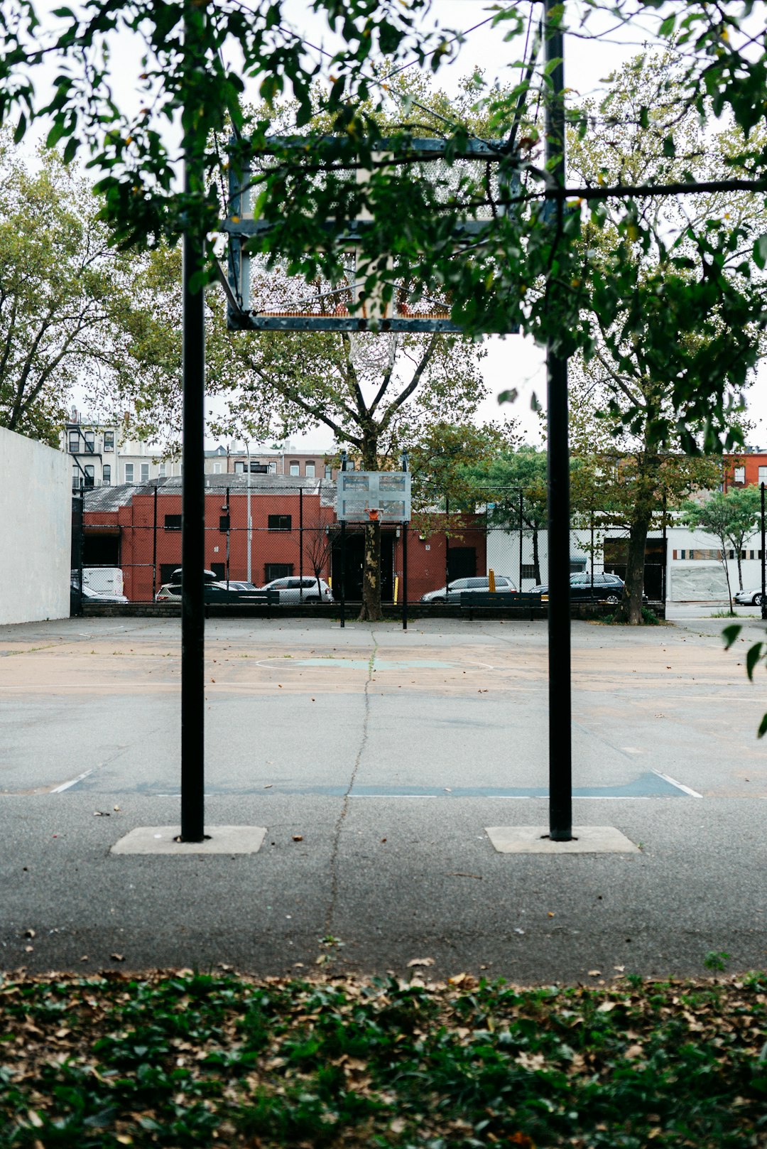 green trees near basketball hoops