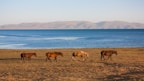 four brown horses walkingbeside body of water