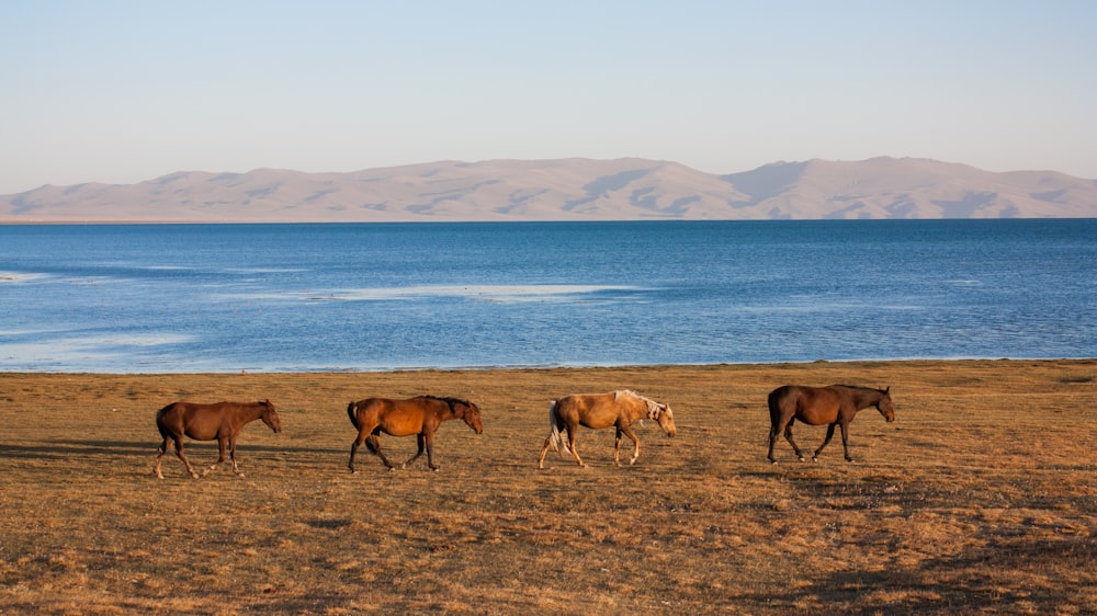 Quattro cavalli marroni che camminano accanto a uno specchio d'acqua