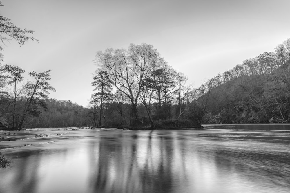 grayscale photo of trees