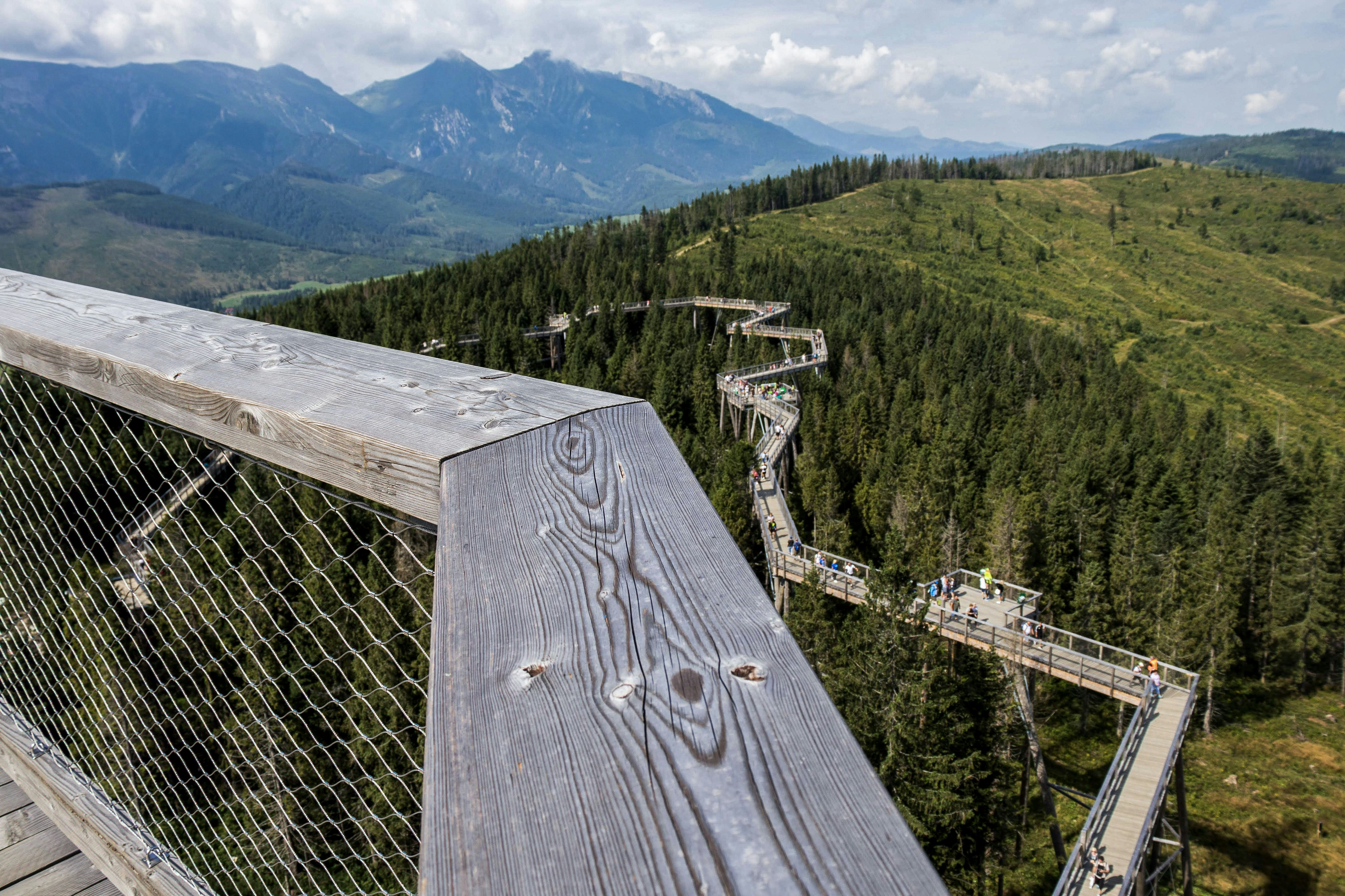 green pine trees mountain slope