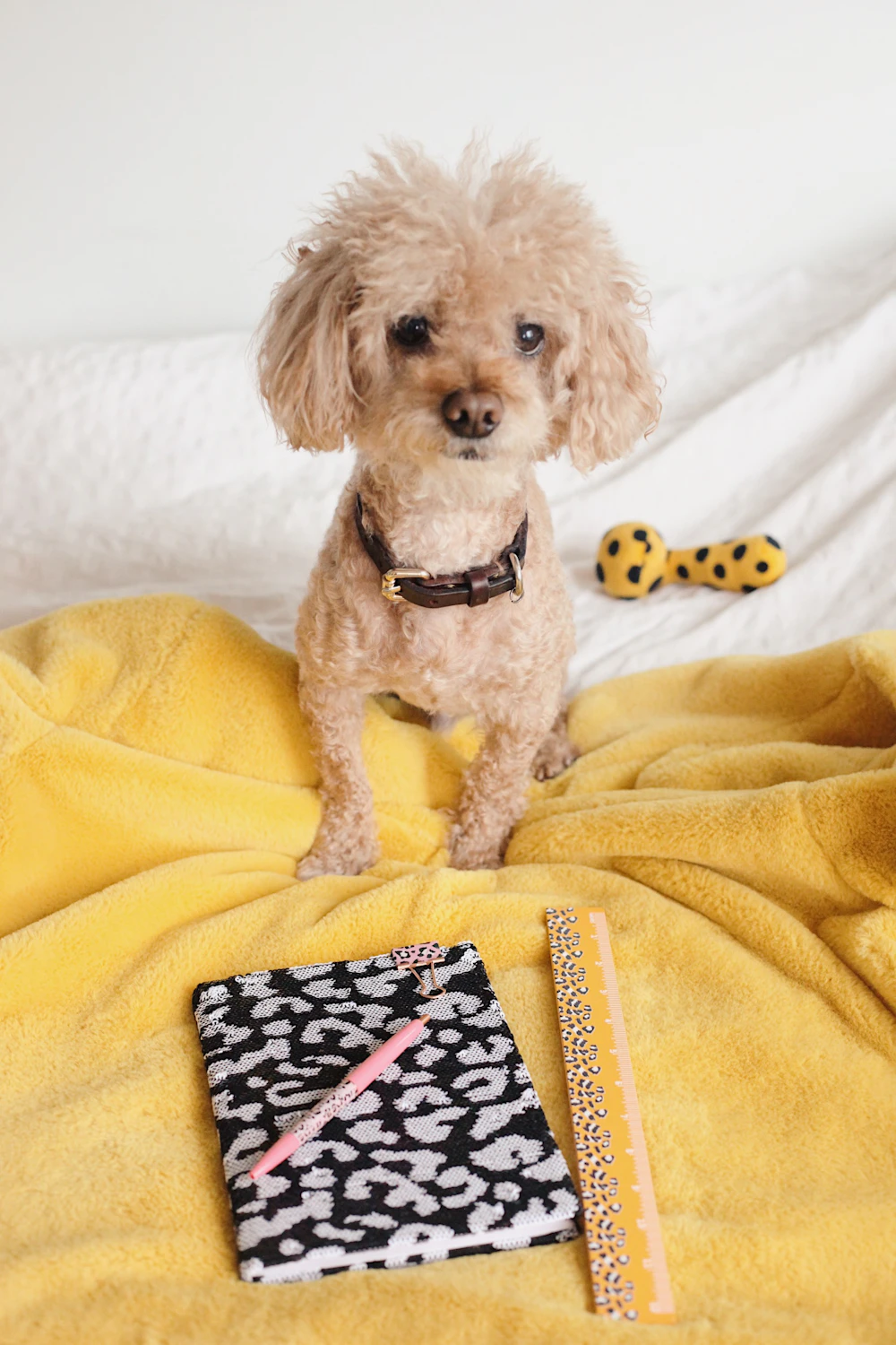 A small curly-coated dog sitting on a bed beside a notebook, a pen and a ruler