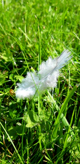 A peaceful scene of a sunlit garden with soft yellow flowers and a feather resting gently on a wooden bench.