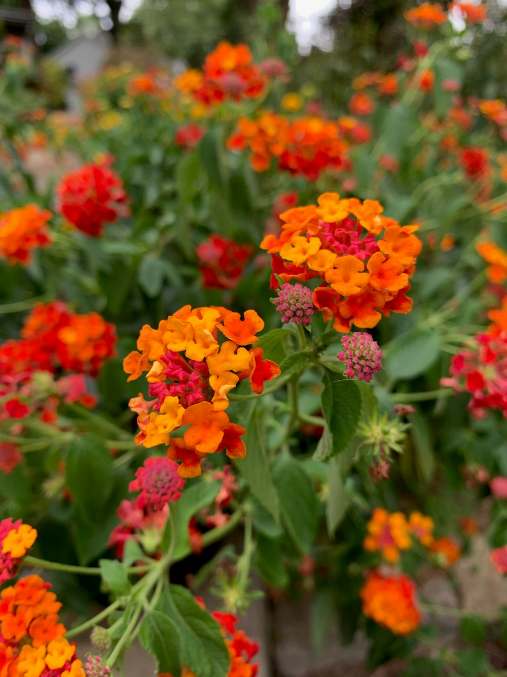 orange and red flowers macro photography