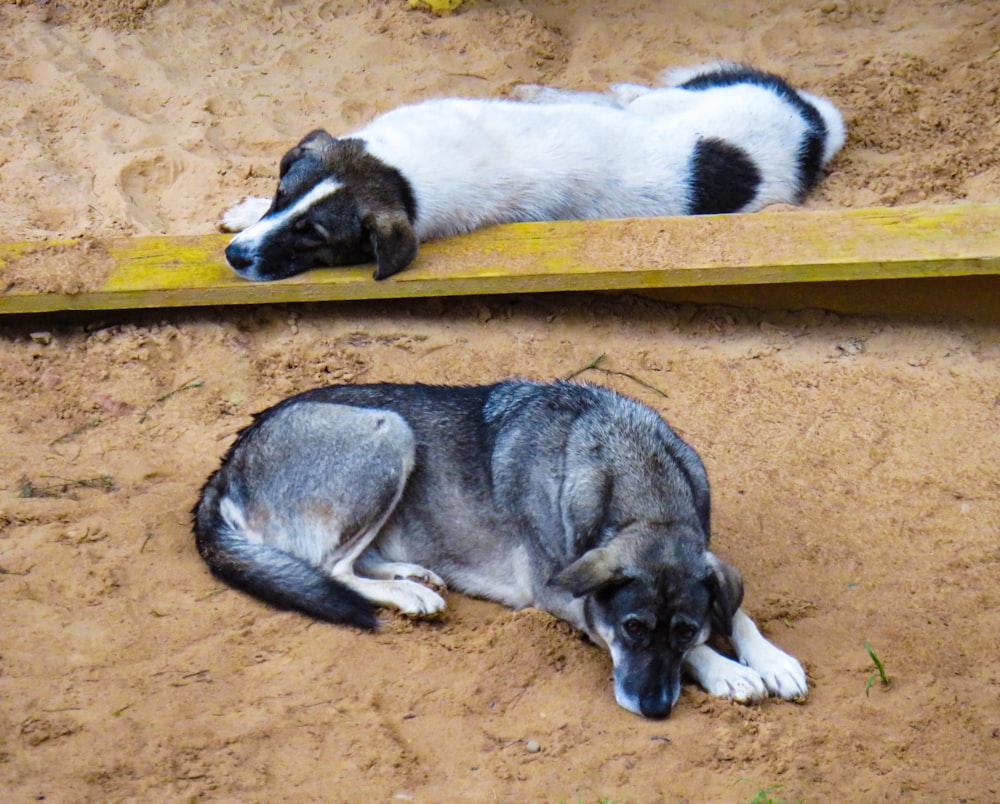 short-coated white and brown dogs lying on brown sand