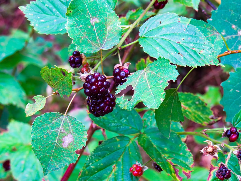 black and red berries