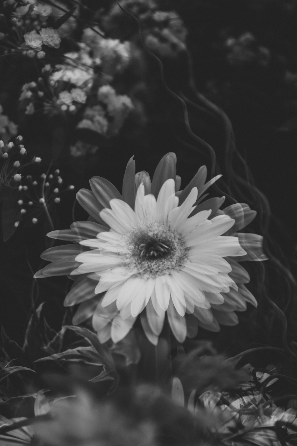 white-petaled flower