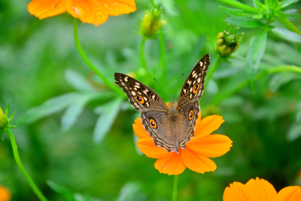 brown butterfly on a orange petaled flower close-up photography