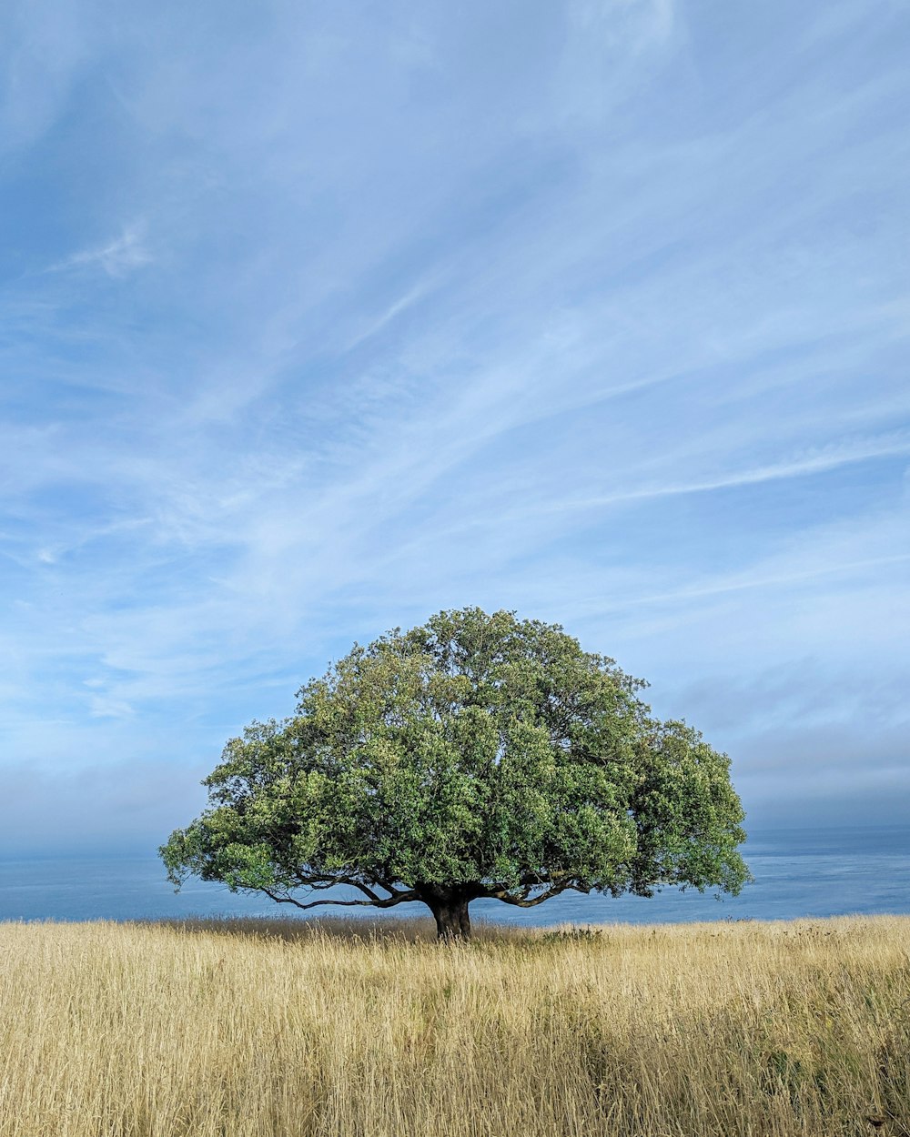 green-leafed tree