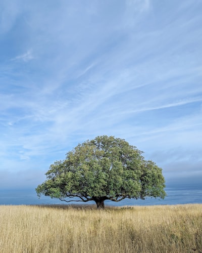 An oakwood tree