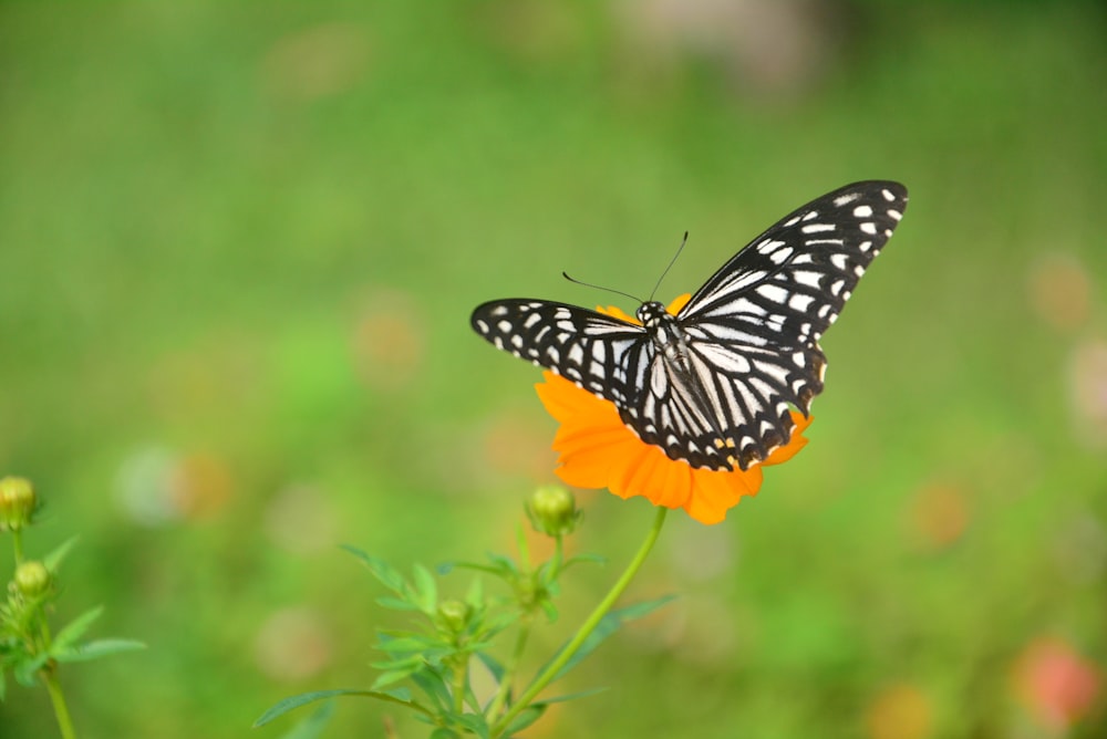 white and black butterfly on flower