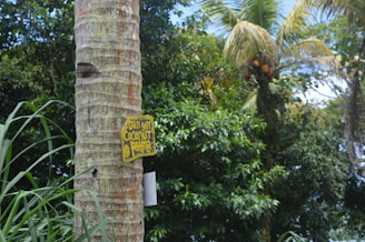 A safety net installed around a coconut tree in Bangalore.