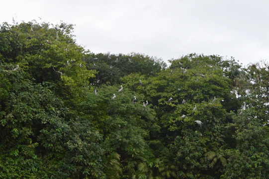 A detailed painting of a dense forest teeming with birds, insects, and small mammals among lush green foliage.
