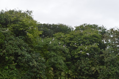 A group of Bird Guardians staff conducting a bird habitat restoration in a lush green forest.