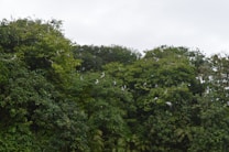 A lush and dense forest canopy populated by numerous birds perched on the branches. The trees are rich in various shades of green, and the birds are scattered throughout the foliage.