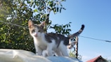 Two kittens with white and tabby markings are standing on a white surface. They are surrounded by lush green foliage, and a clear blue sky forms the background. A wooden structure with a red roof is visible on the right side.